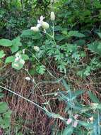 Image of Silene vulgaris subsp. vulgaris