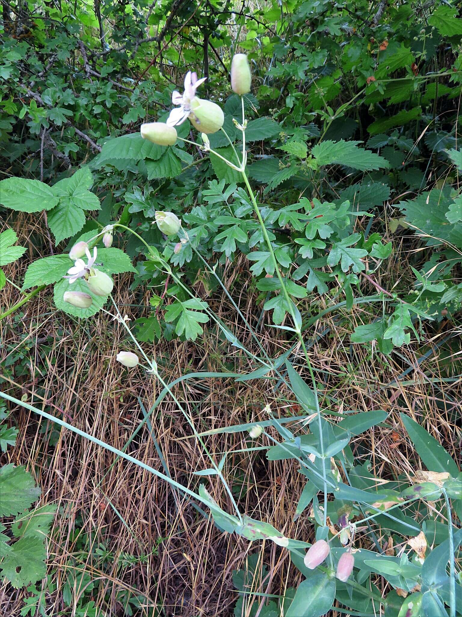 Image of Silene vulgaris subsp. vulgaris