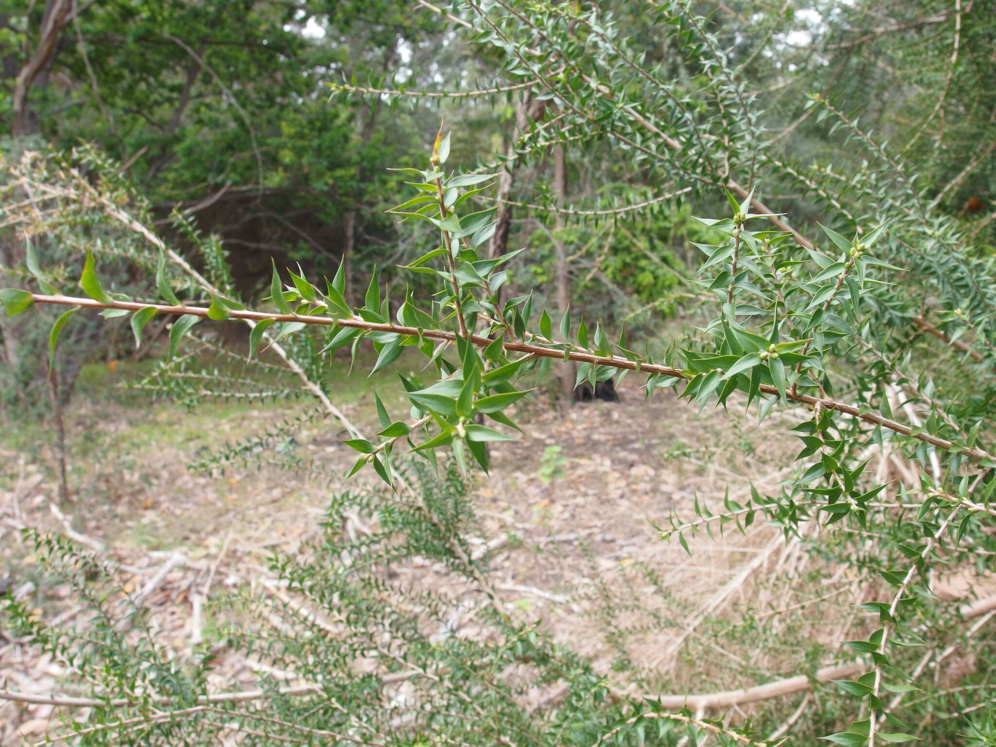 Image of prickly-leaf teatree