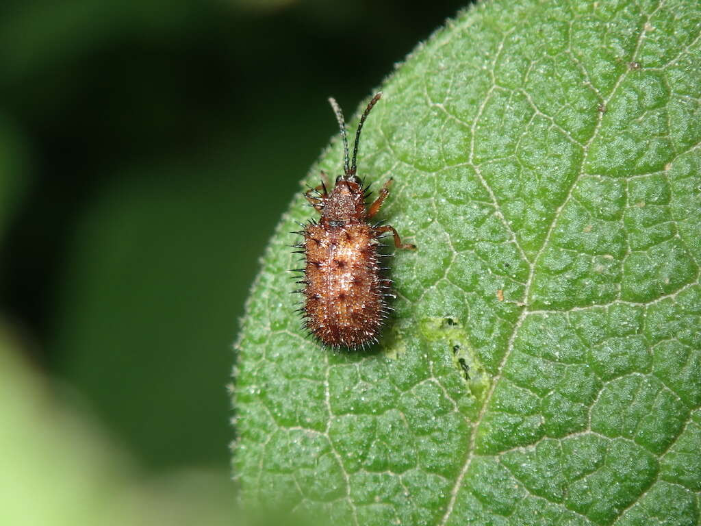 Dicladispa (Dicladispa) testacea (Linnaeus 1767) resmi