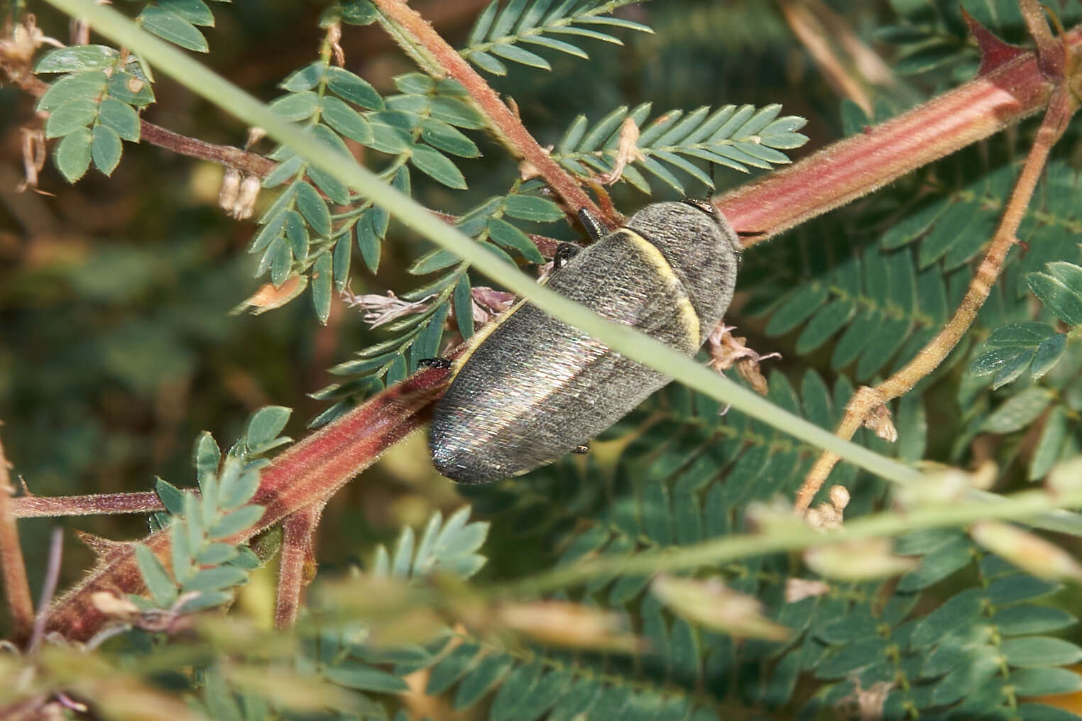 Image of Hippomelas planicauda Casey 1909