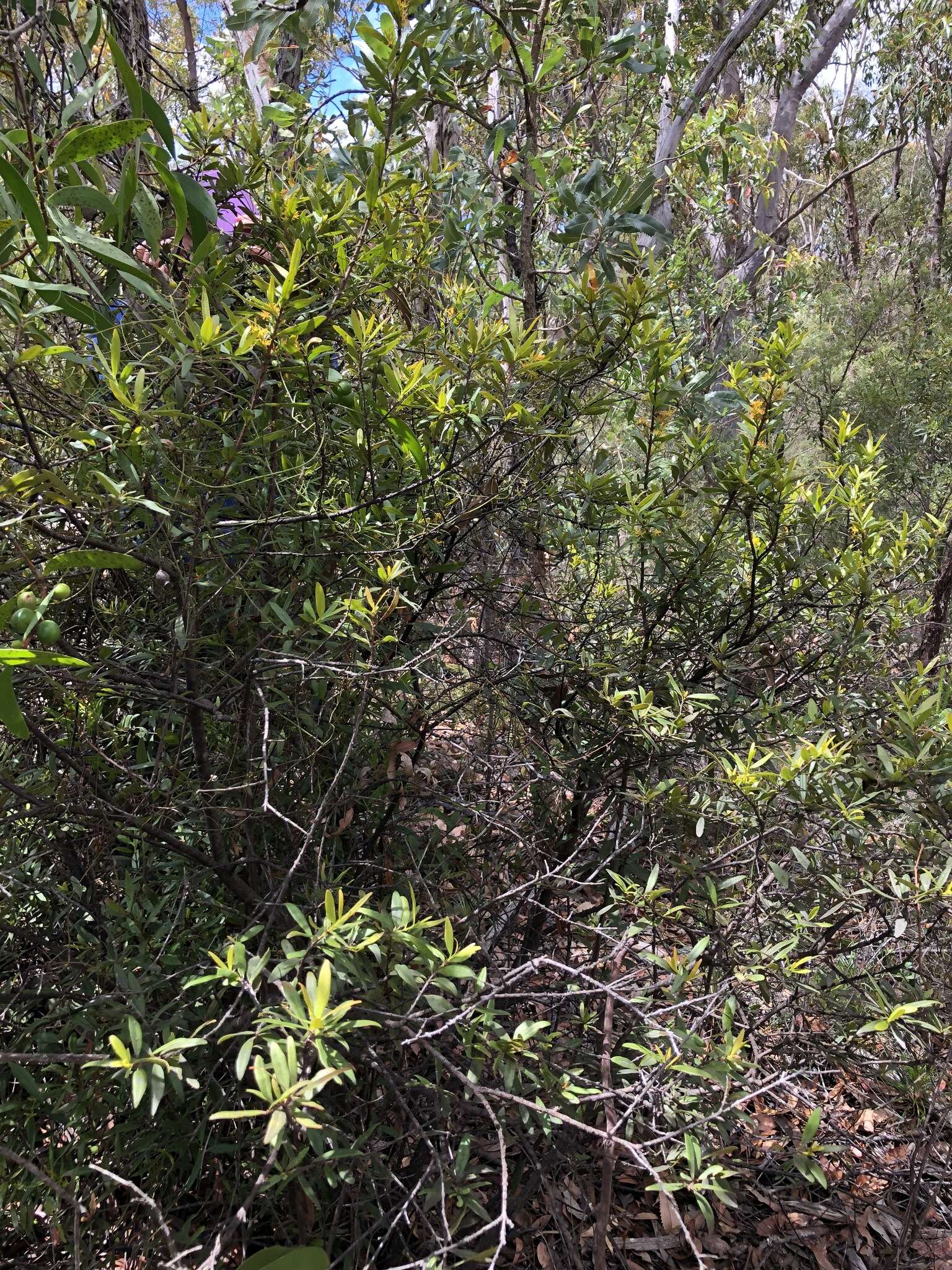 Image of Atkinsonia ligustrina (Lindley) F. Müll.