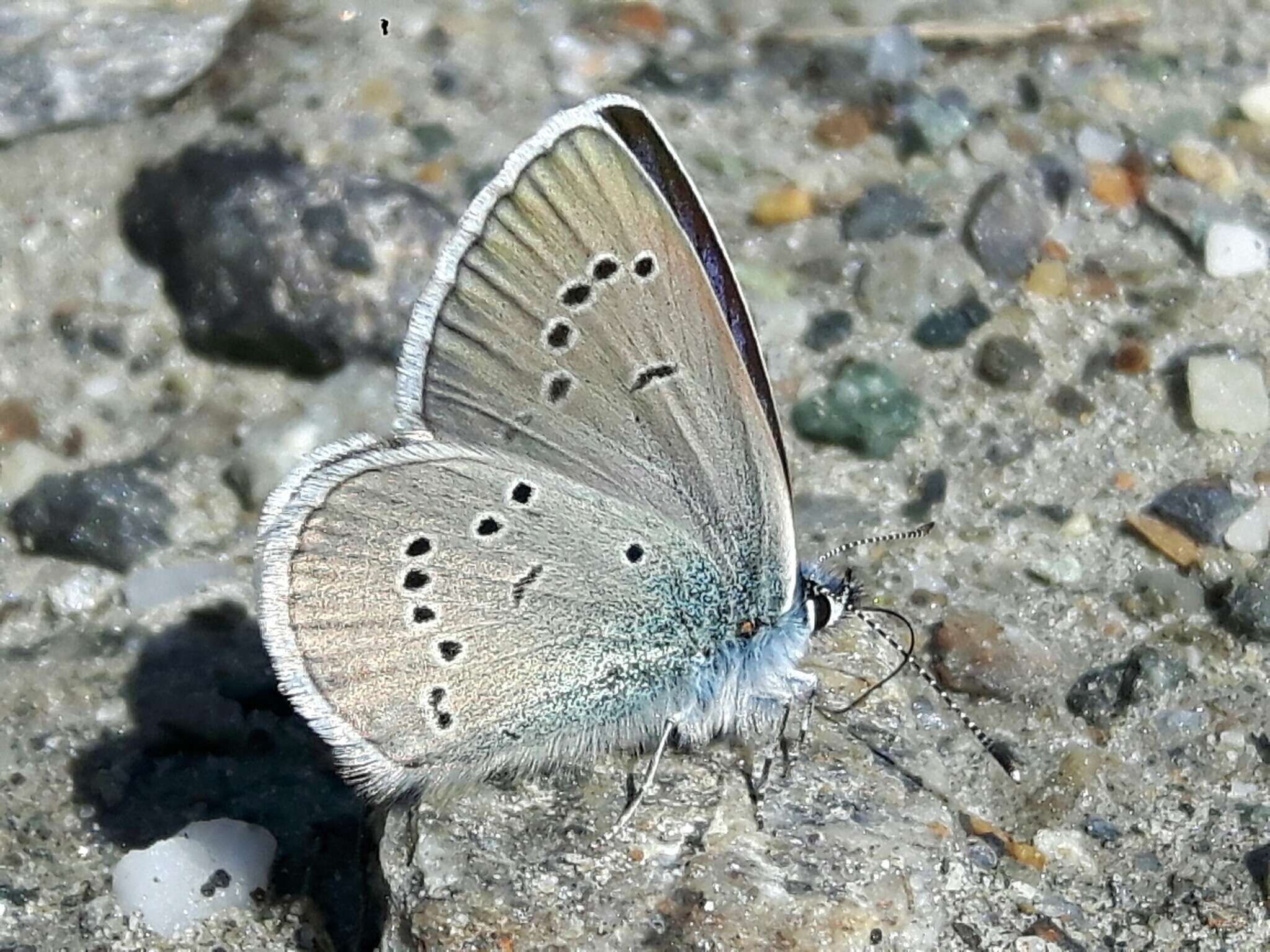 Image of Cyaniris semiargus (von Rottemburg 1775)