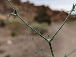 Image of narrowleaf oxytheca