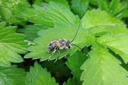 Image of Eucera nipponensis (Pérez 1905)