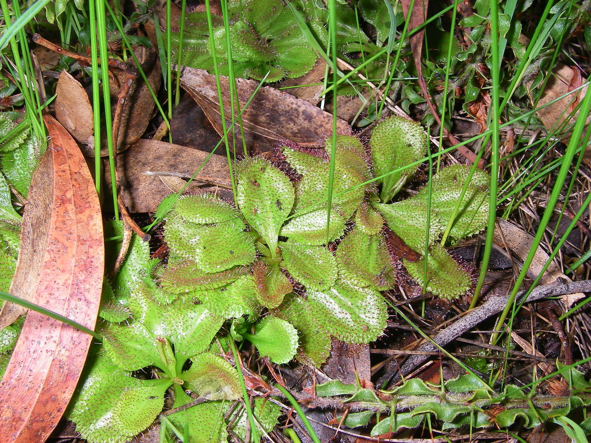 Image of Drosera praefolia Tepper