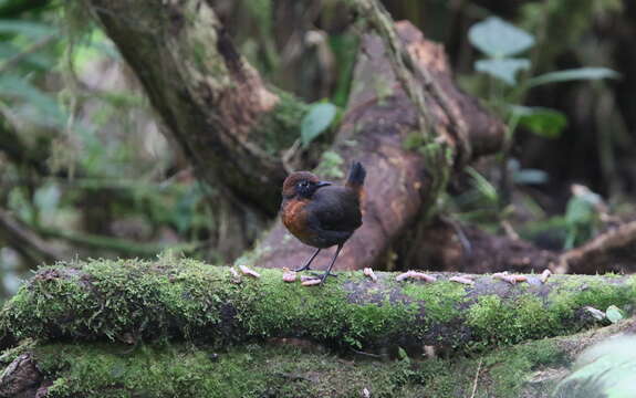 Image of Rufous-breasted Antthrush