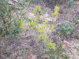 Imagem de Persoonia juniperina Labill.