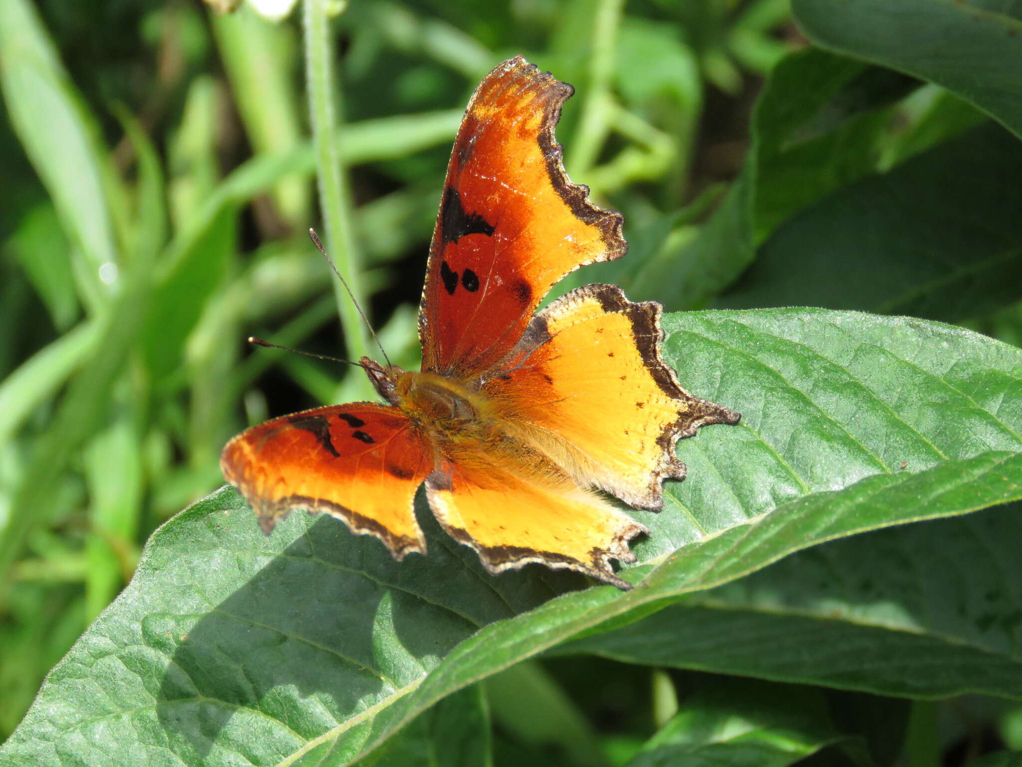 Слика од Polygonia haroldi Dewitz 1877