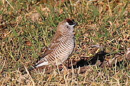 Image of Plum-headed Finch