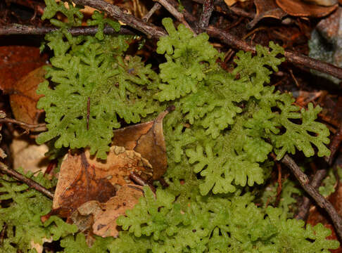 Image of Trichocolea mollissima (Hook. fil. & Taylor) Gottsche