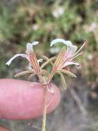 Image of Pelargonium tragacanthoides Burch.