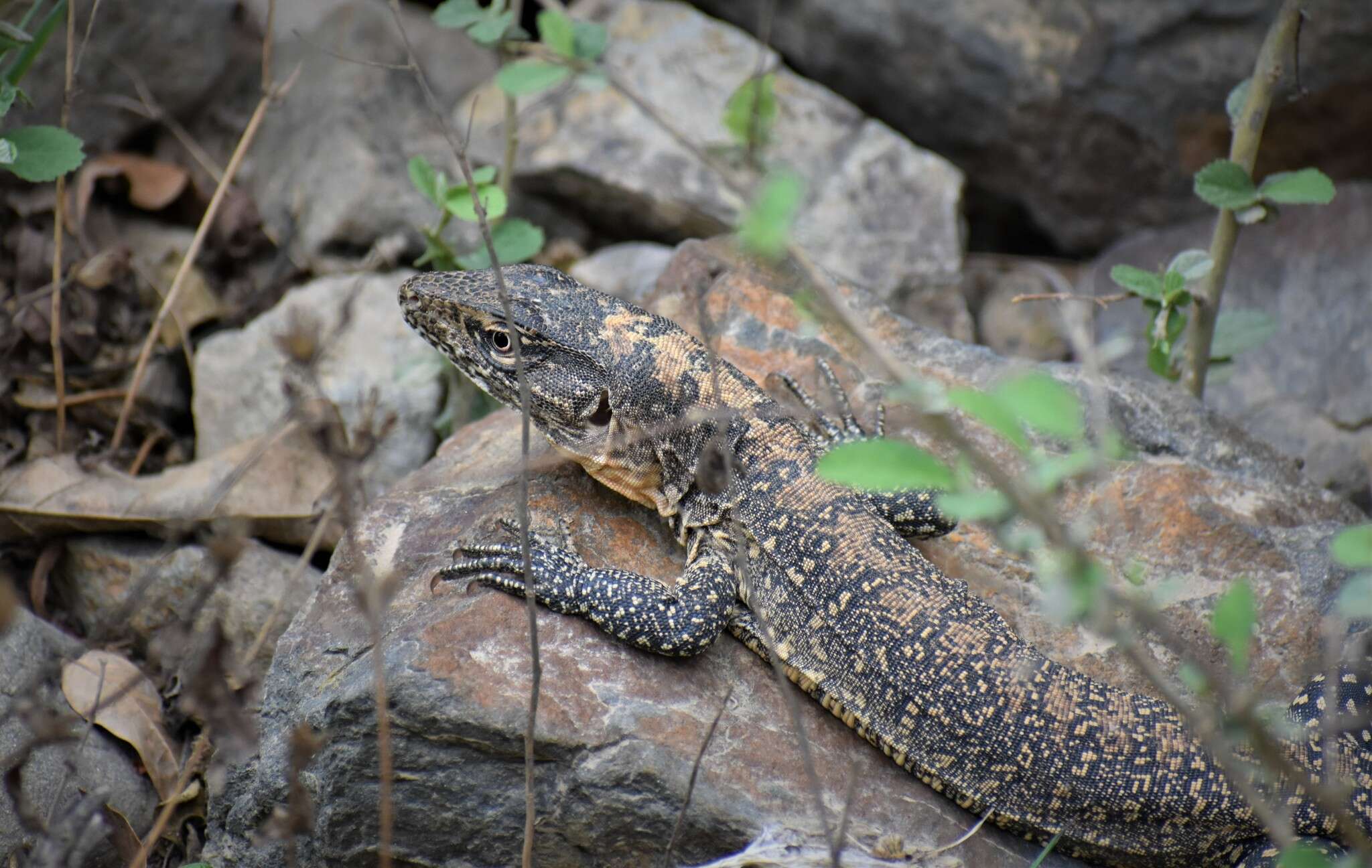 صورة Callopistes flavipunctatus (Duméril & Bibron 1839)