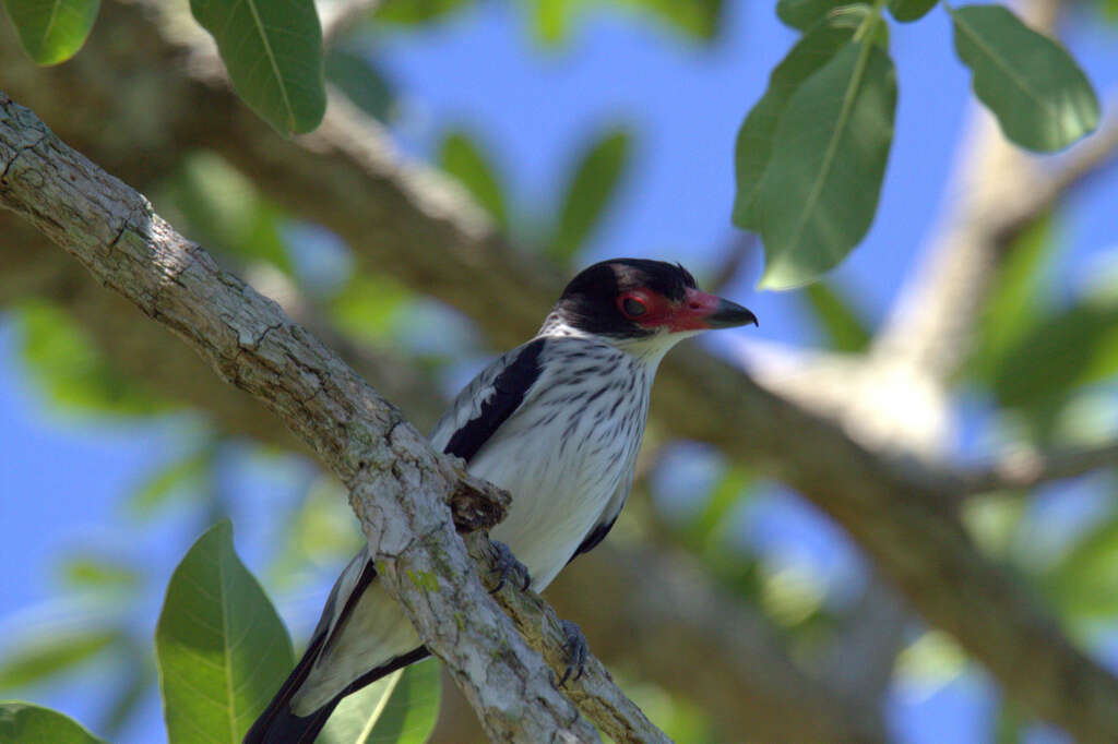 Image of Tityra cayana cayana (Linnaeus 1766)