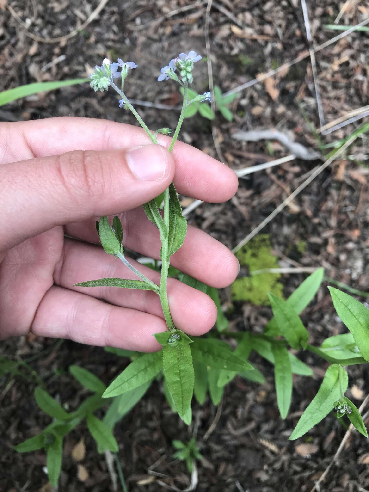 Imagem de Myosotis semiamplexicaulis DC.