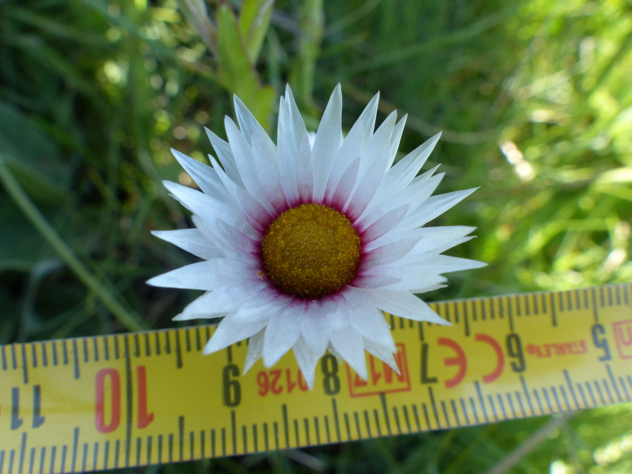 Image of Helichrysum monticola Hilliard