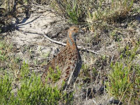 Image of Grey-winged Francolin