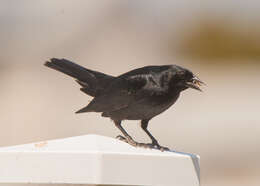 Image of Tawny-shouldered Blackbird