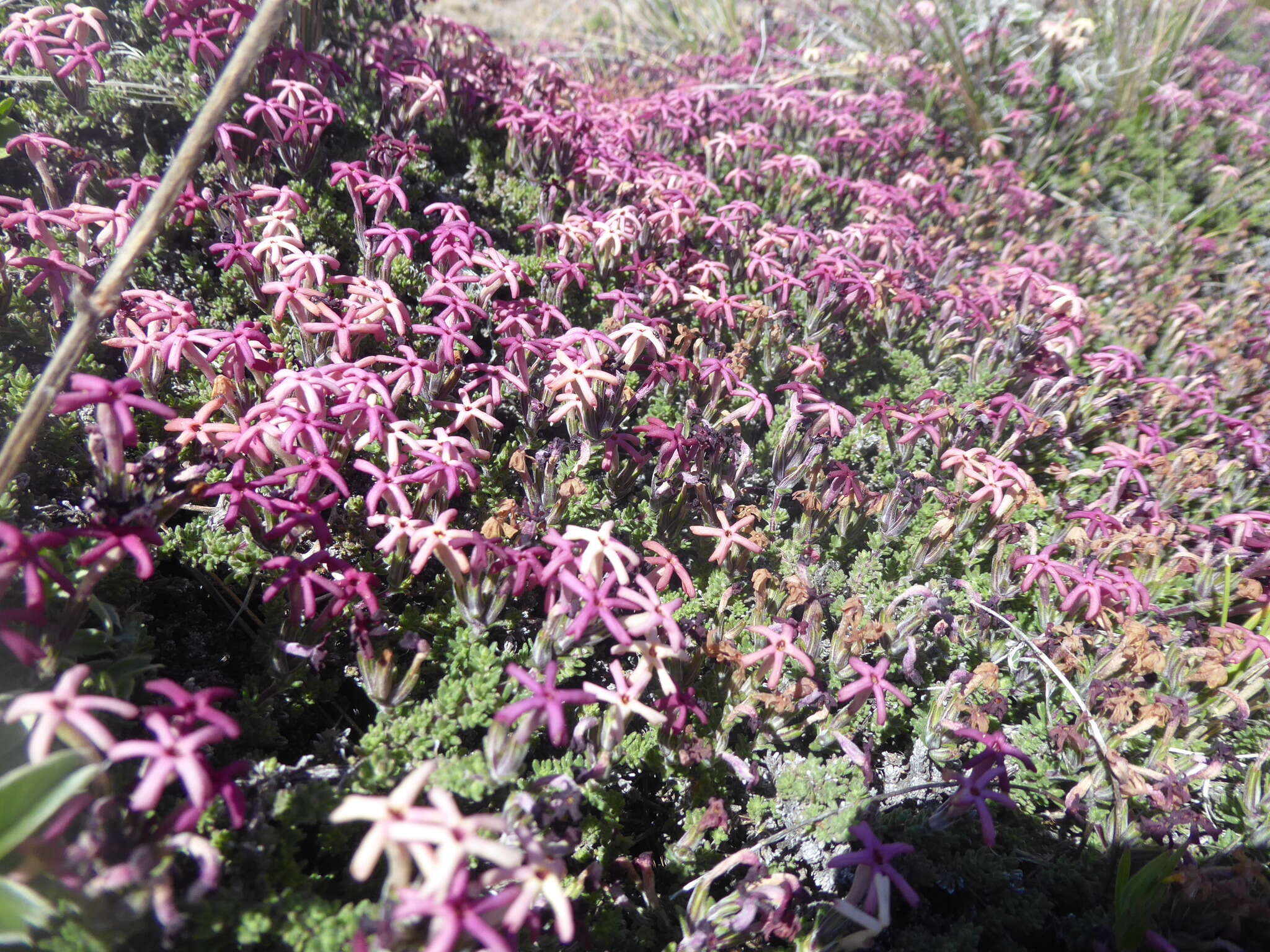 Image of Junellia tridactylites (Lag.) Moldenke