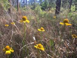 Imagem de Helenium drummondii H. Rock