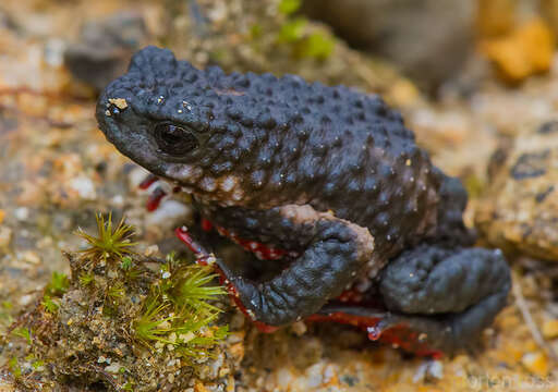 Melanophryniscus moreirae (Miranda-Ribeiro 1920) resmi