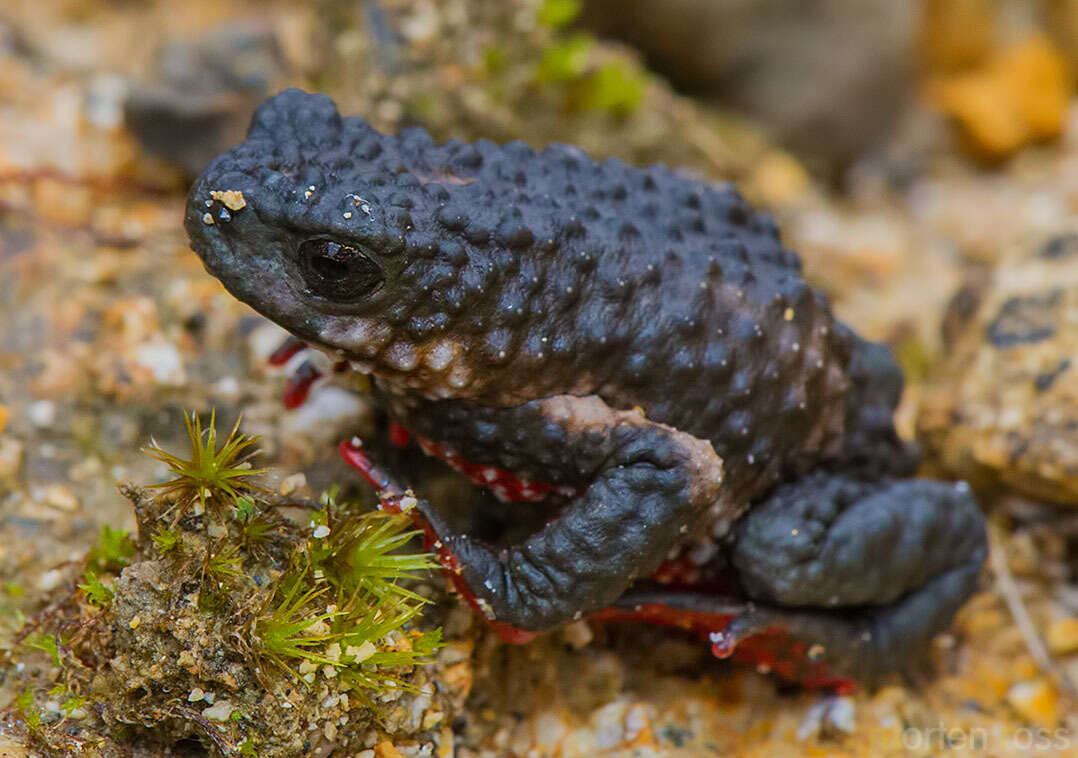 Image of Maldonada Redbelly Toad