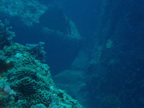 Image of Maze Rabbitfish