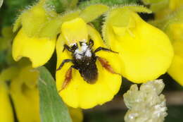 Image de Chalepogenus rufipes Roig-Alsina 1999