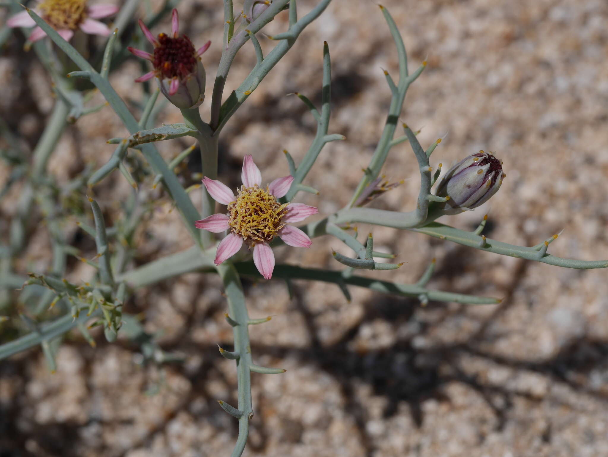 Image of Mojave hole-in-the-sand plant