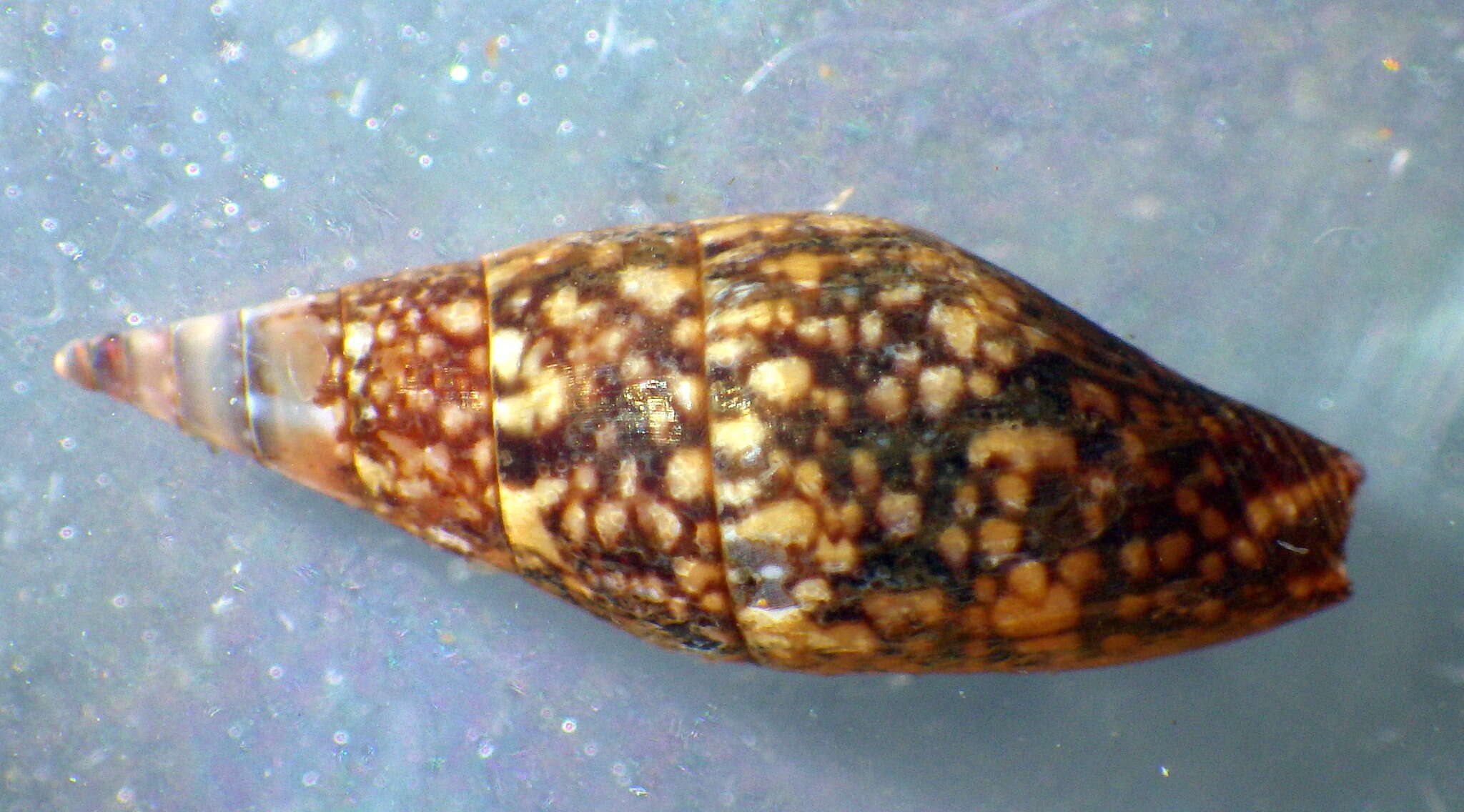 Sivun Mitrella lincolnensis (Reeve 1859) kuva