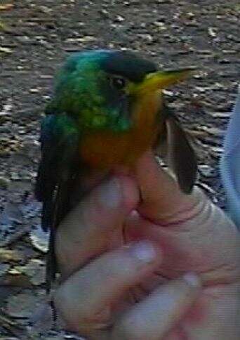 Image of Yellow-billed Jacamar