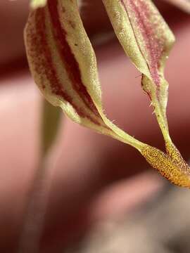 Image of Crab–lipped spider orchid