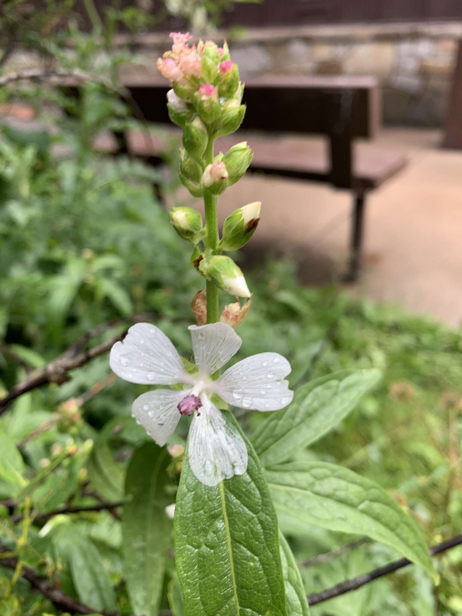 Image of white checkerbloom