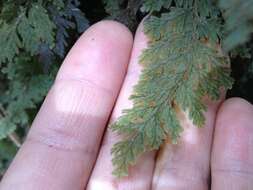 Image of Hymenophyllum frankliniae Col.