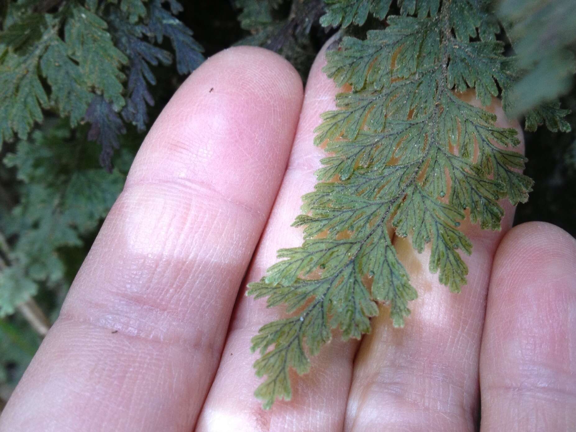 Image of Hymenophyllum frankliniae Col.