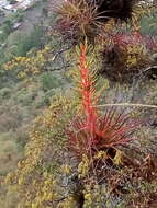 Image of Tillandsia calothyrsus Mez