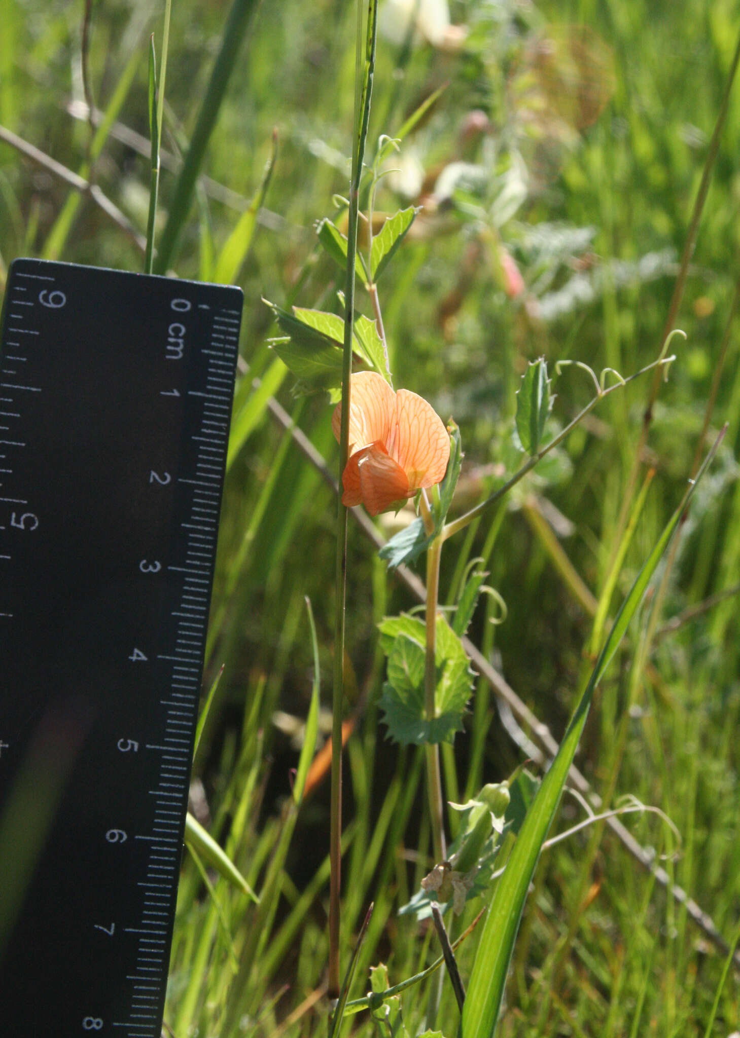 Image of tawny pea