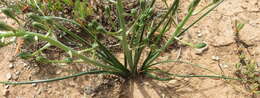 Image de Albuca longipes Baker