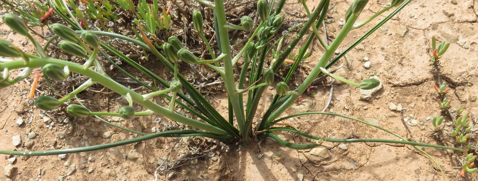 Image de Albuca longipes Baker