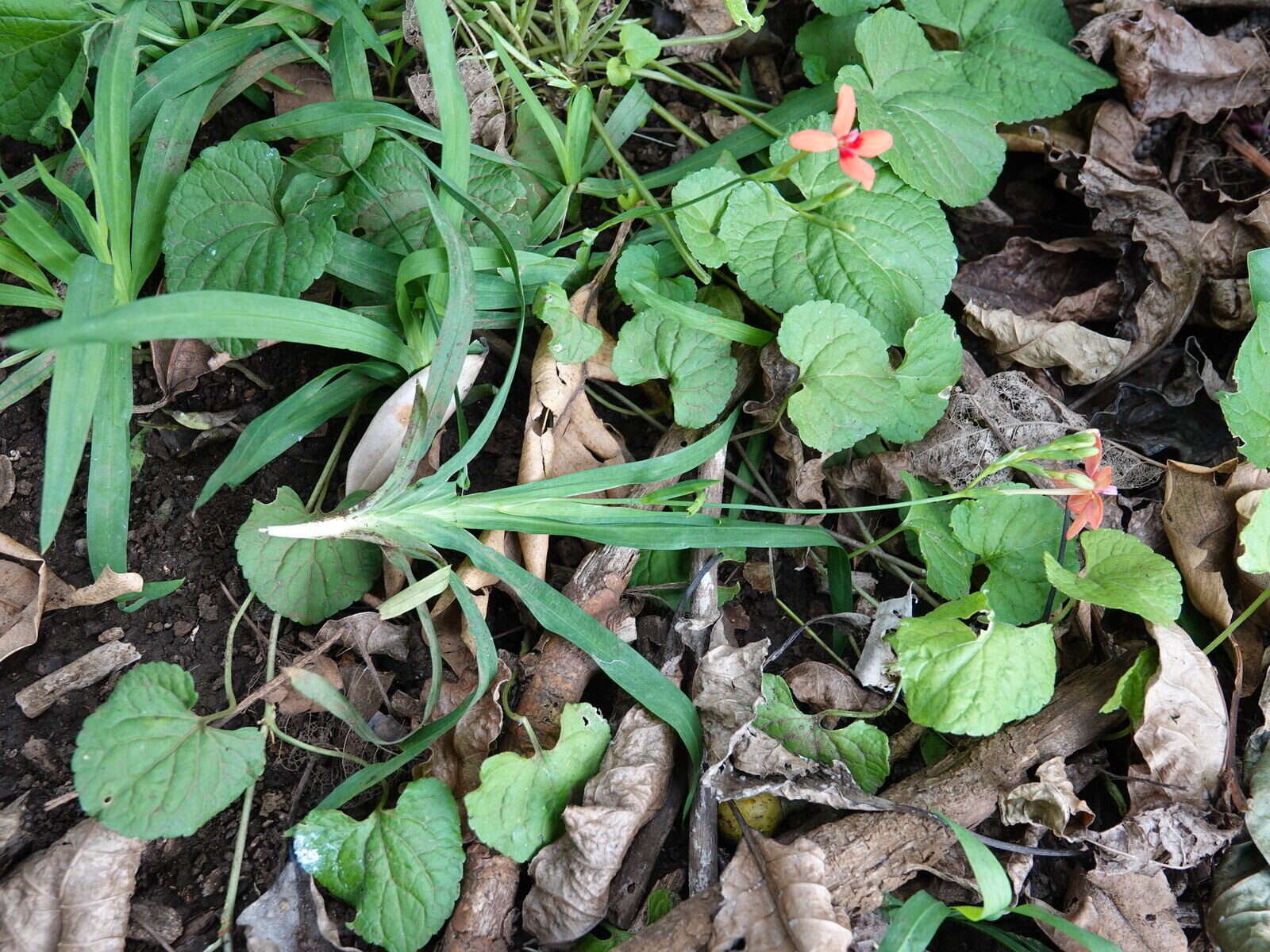 Image of false freesia