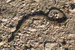 Image of Thamnophis proximus orarius Rossman 1963