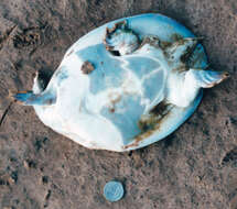 Image of Smooth Softshell Turtle