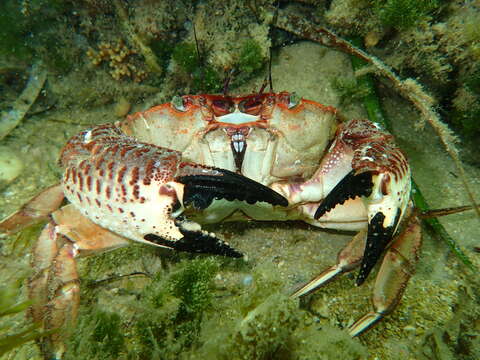 Imagem de Nectocarcinus integrifrons (Latreille 1825)