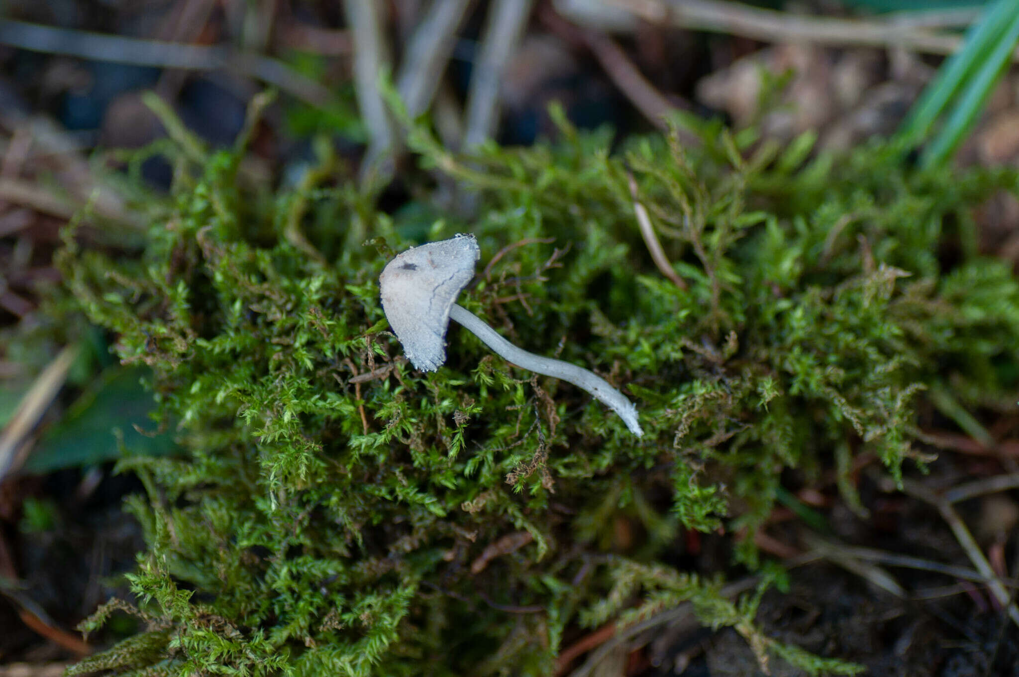 Image of Coprinopsis pseudonivea (Bender & Uljé) Redhead, Vilgalys & Moncalvo 2001