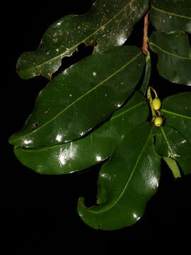 Image of Erythroxylum macrophyllum Cav.