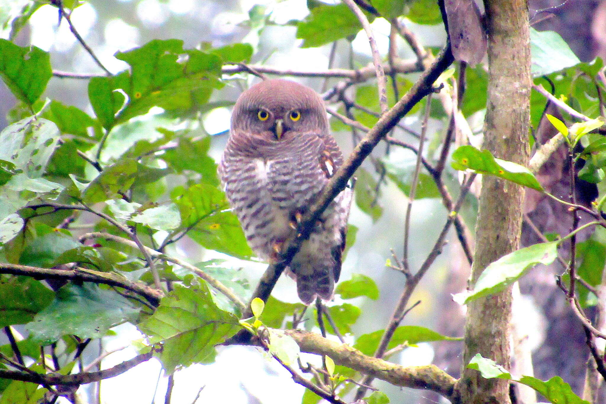 Imagem de Glaucidium radiatum (Tickell 1833)