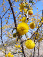 Image de Vachellia nebrownii (Burtt Davy) Seigler & Ebinger