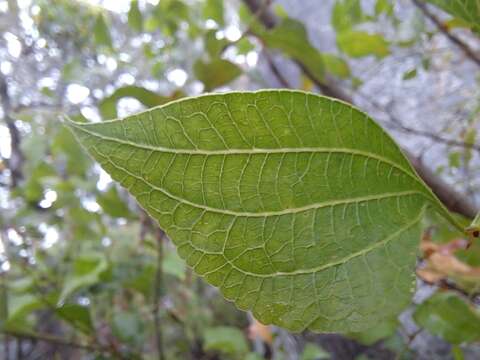 Image of Acacia urophylla Benth.