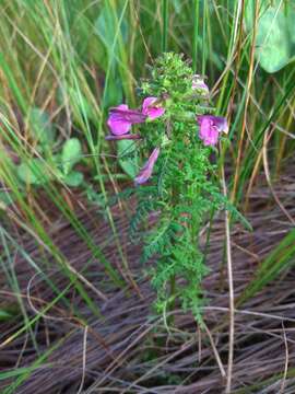 Image of Pedicularis palustris subsp. karoi (Freyn) Tsoong