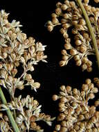 Imagem de Juncus usitatus L. A. S. Johnson